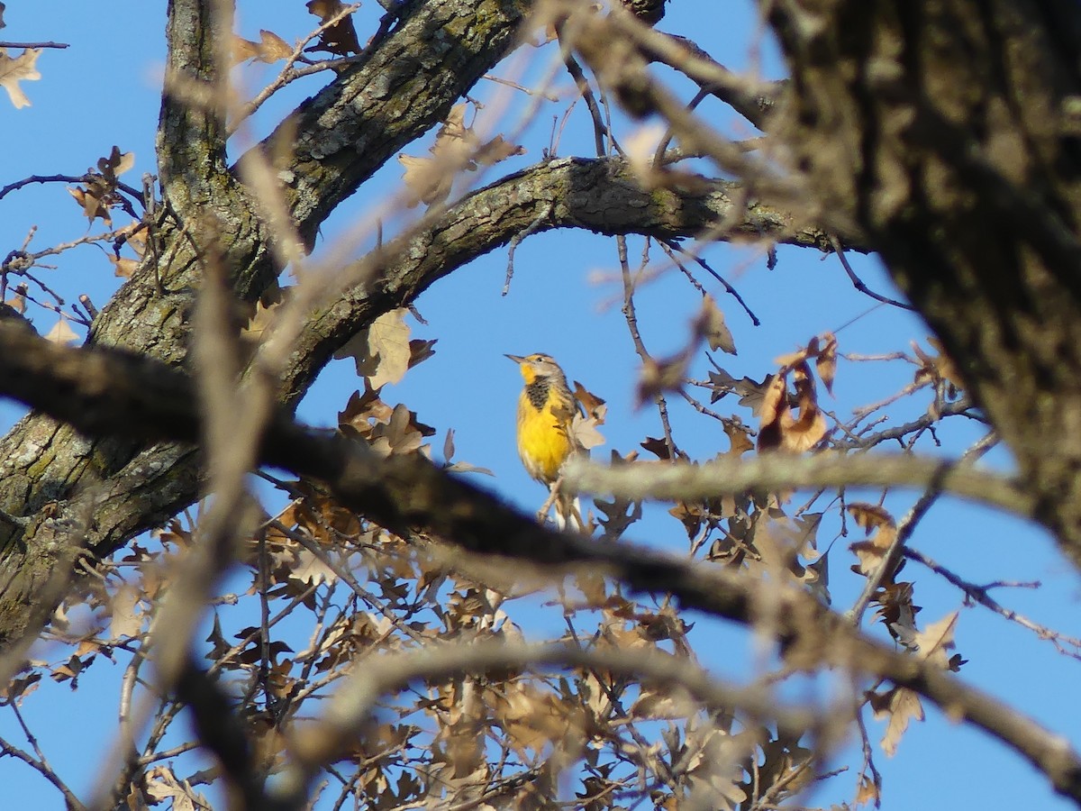 Eastern Meadowlark - ML644754438
