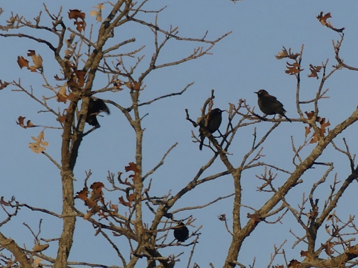 Rusty Blackbird - ML644754447