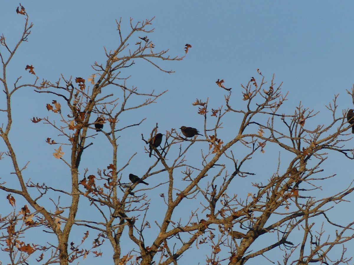 Rusty Blackbird - ML644754448