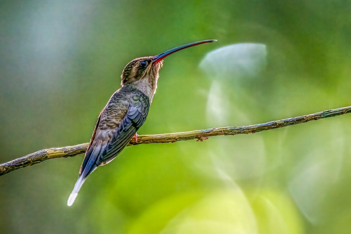 Great-billed Hermit - ML644754449