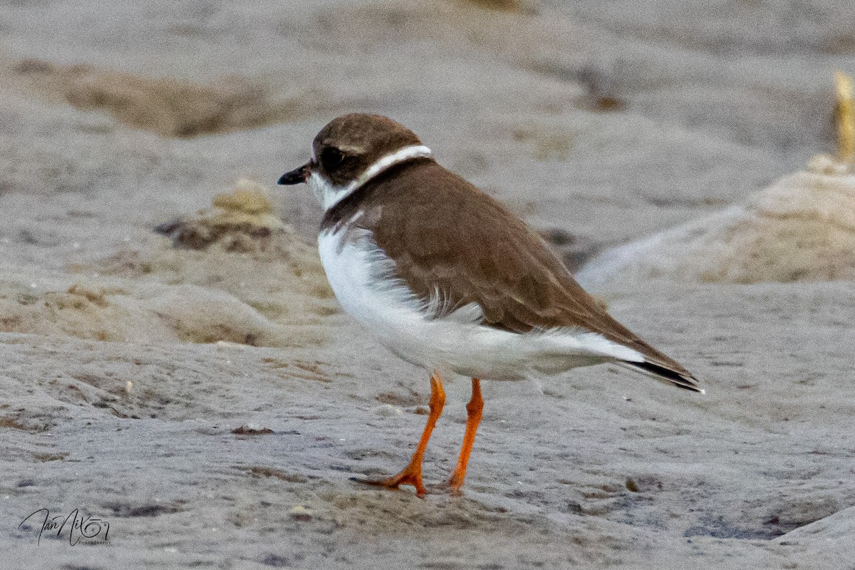 Semipalmated Plover - ML644754456