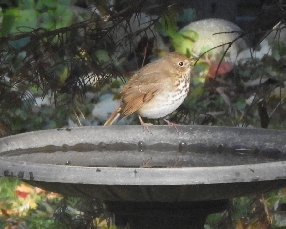 Hermit Thrush - ML644754468