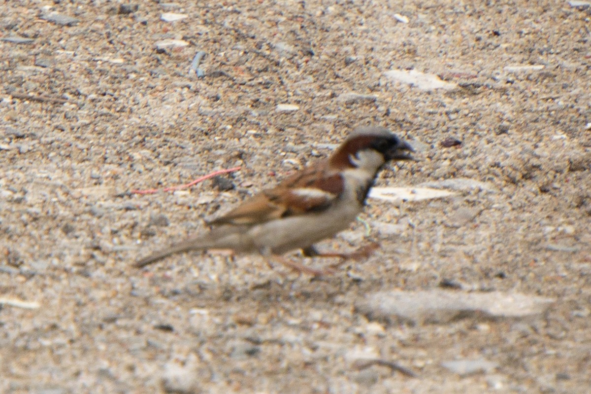 House Sparrow - ML644754484