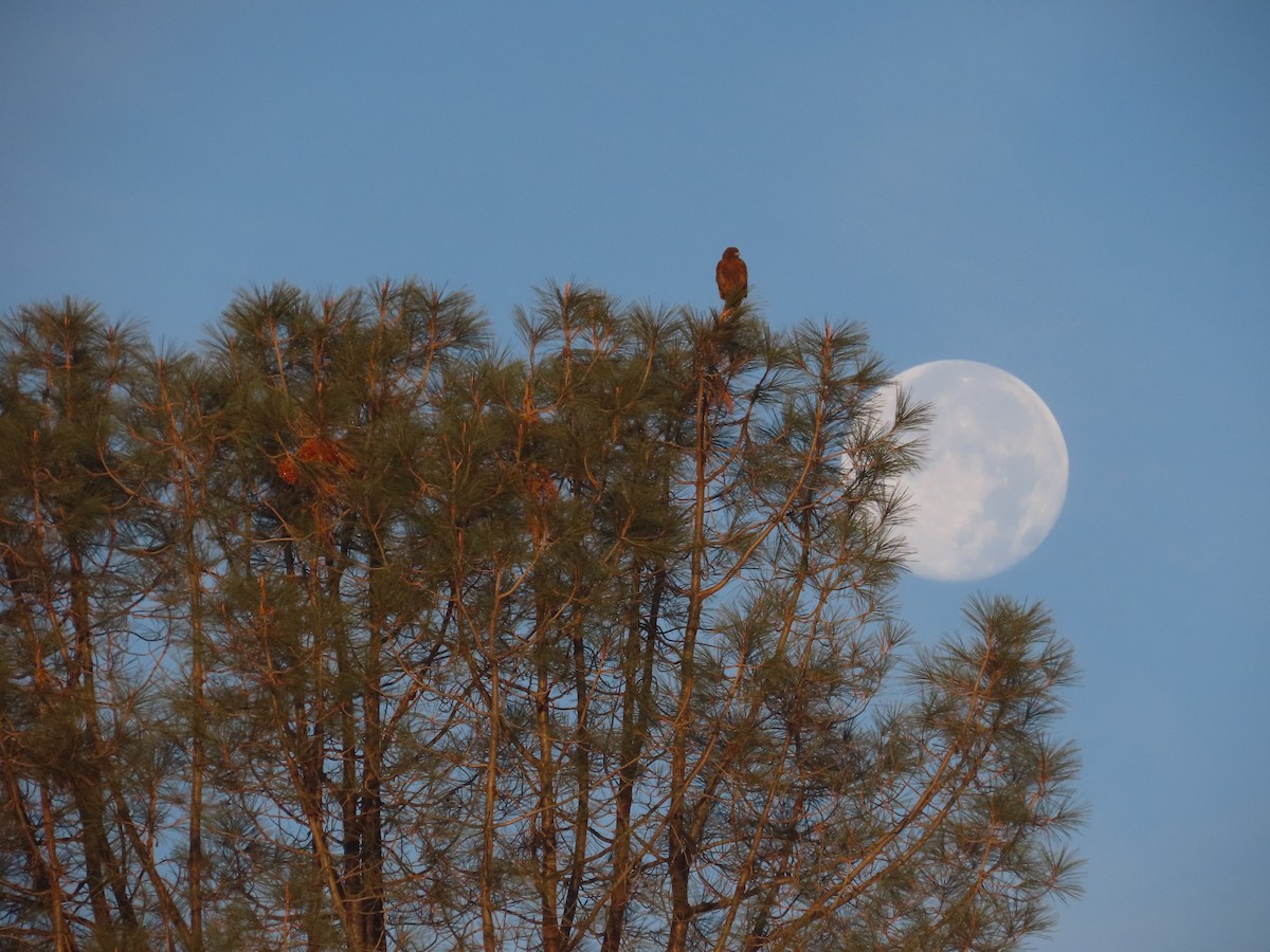 Red-tailed Hawk - ML644754499