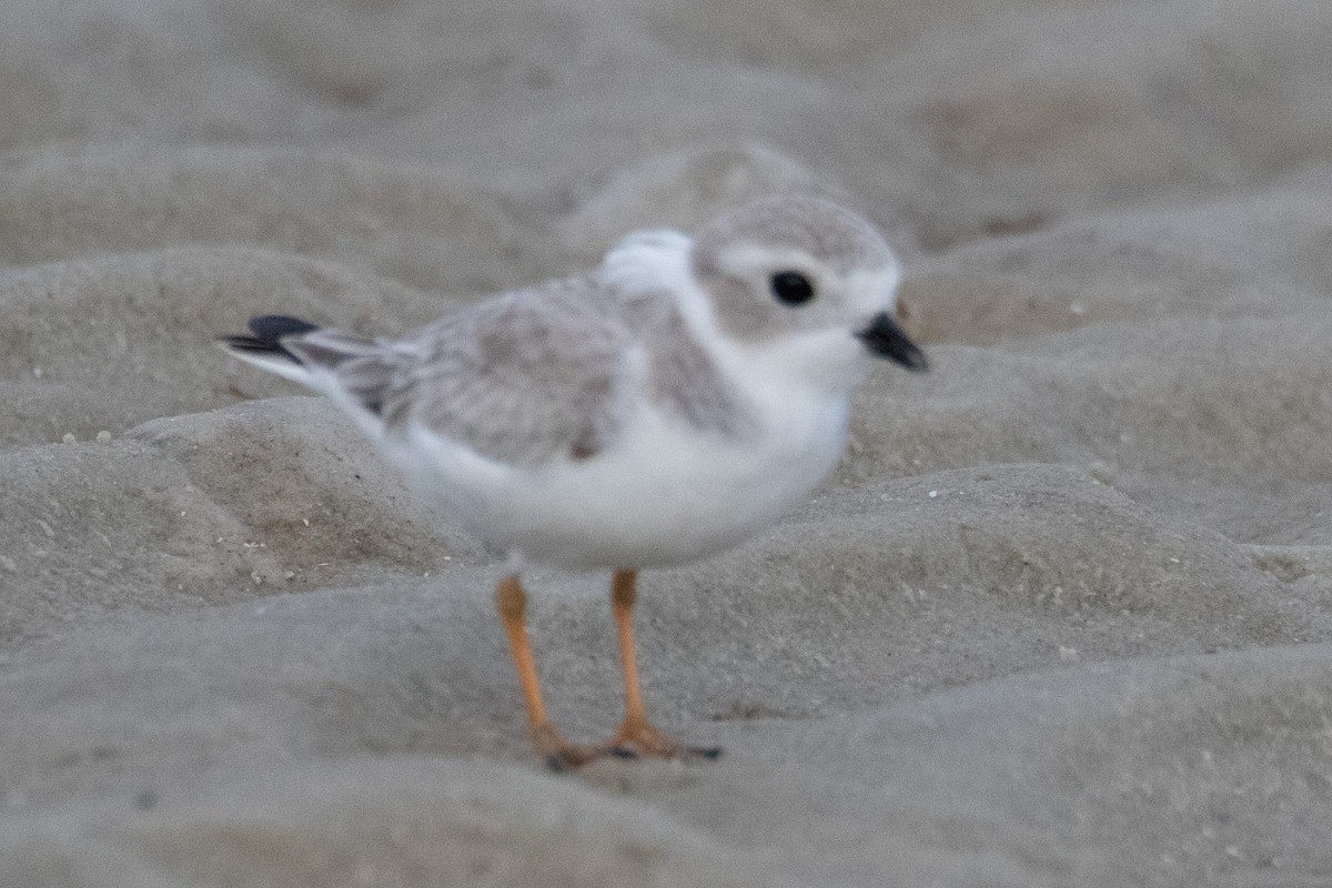 Piping Plover - ML644754501