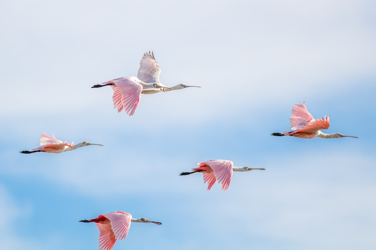 Espátula Rosada - ML644754503