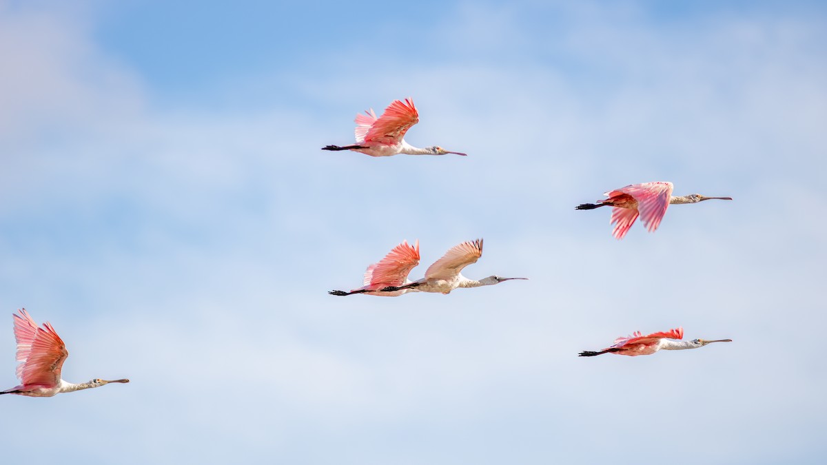 Espátula Rosada - ML644754504