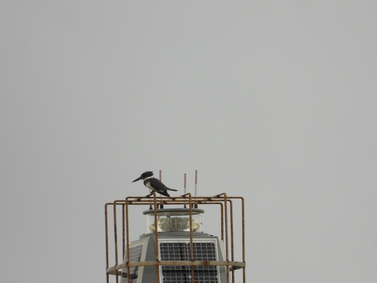 Belted Kingfisher - ML644754522