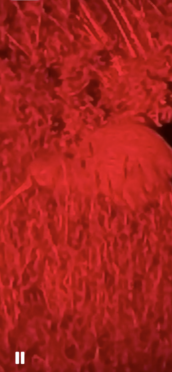 キーウィ - ML644754530