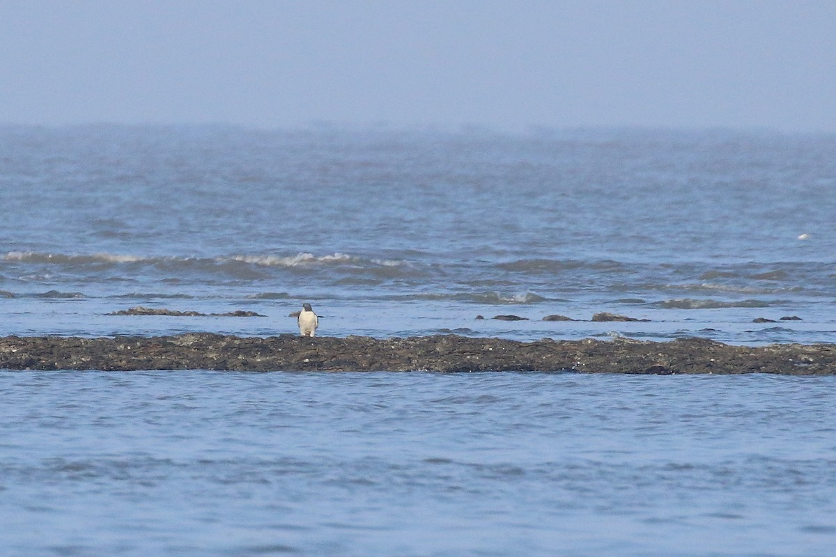 Peregrine Falcon (Tundra) - ML644754538