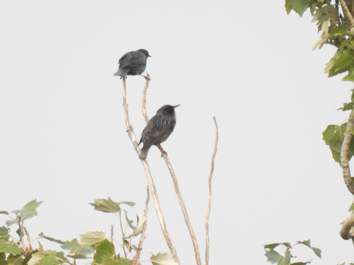 Étourneau unicolore - ML644754541