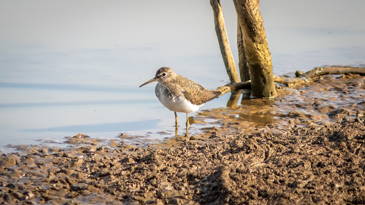 Solitary Sandpiper - ML644754570