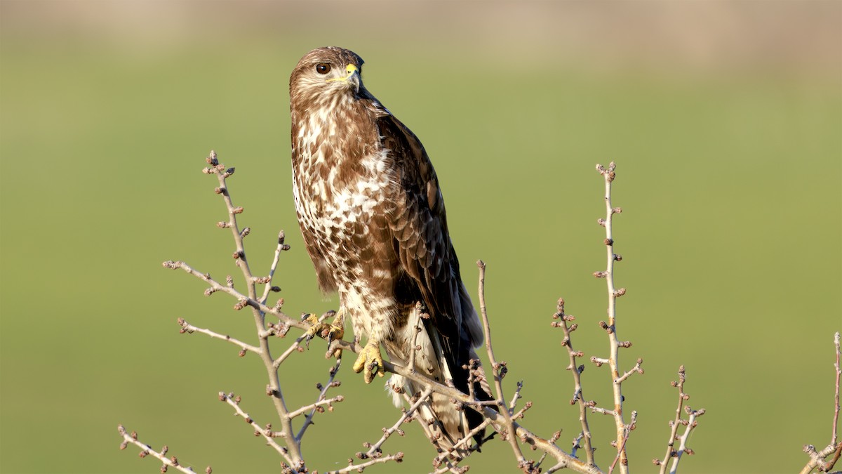 Common Buzzard - ML644754572