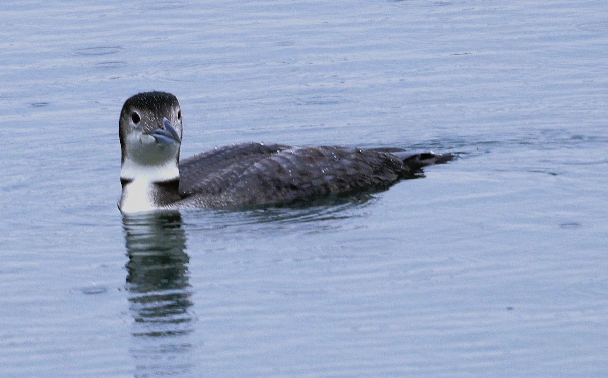 Aliota handia - ML644754577