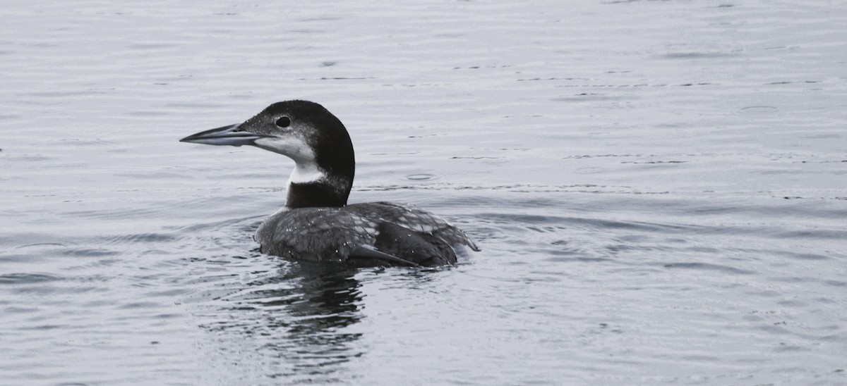 Aliota handia - ML644754578