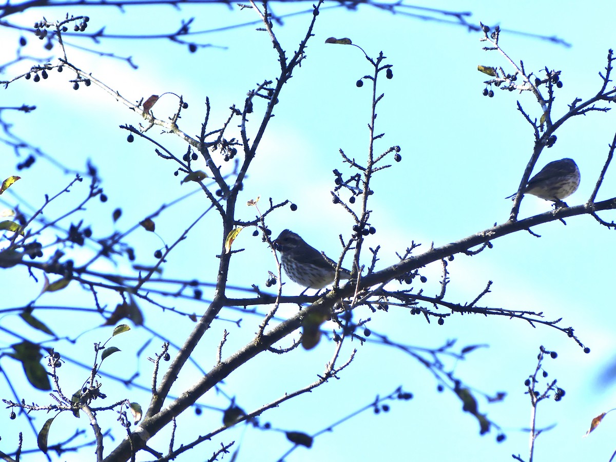 Purple Finch - ML644754581