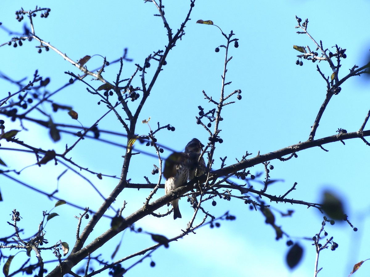 Purple Finch - ML644754582