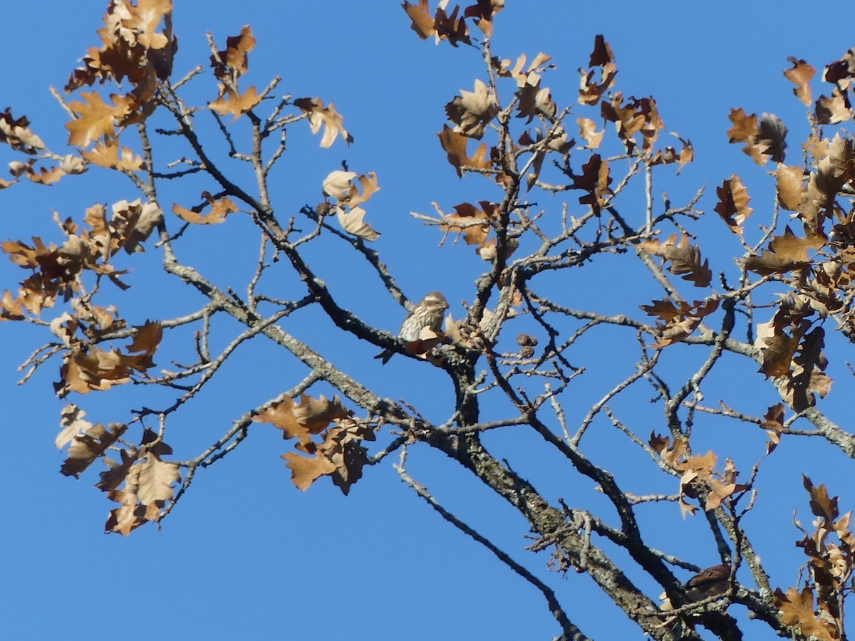 Purple Finch - ML644754583
