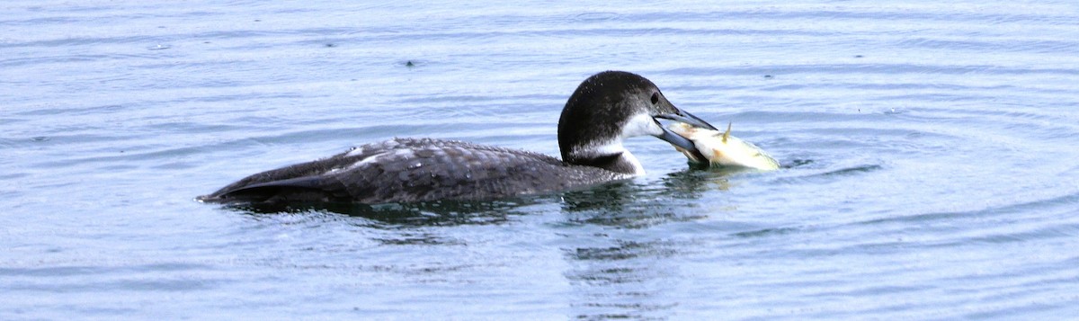 Aliota handia - ML644754590