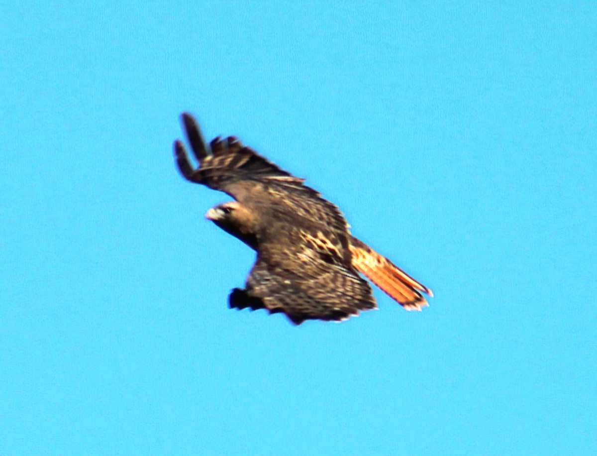 Red-tailed Hawk - ML644754591