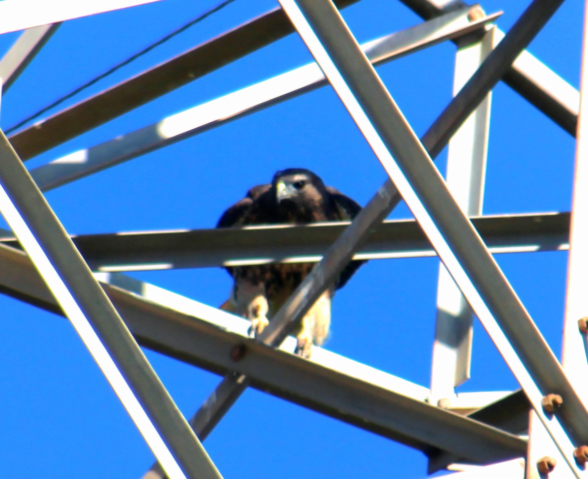 Red-tailed Hawk - ML644754592