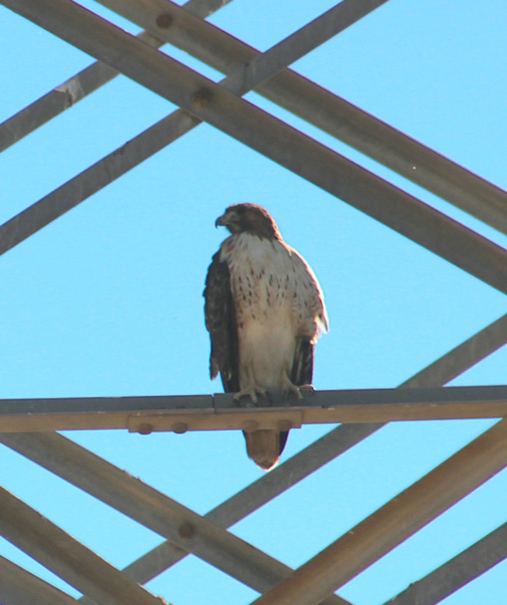 Red-tailed Hawk - ML644754594