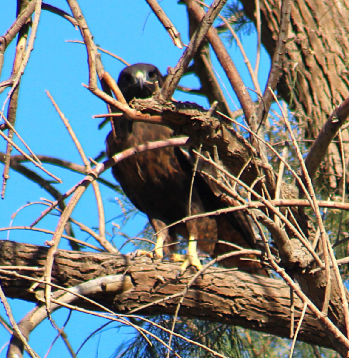 Red-tailed Hawk - ML644754595