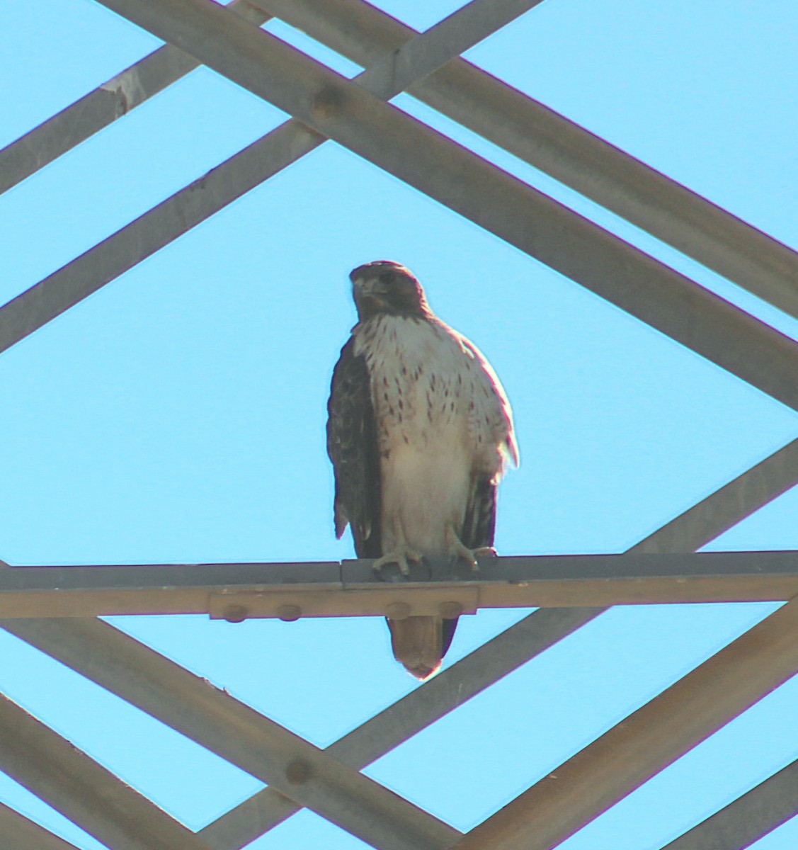 Red-tailed Hawk - ML644754596