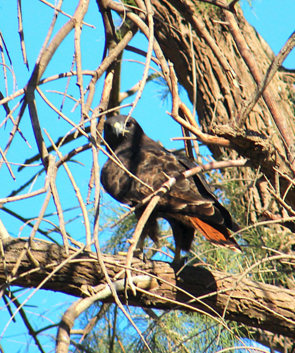 Red-tailed Hawk - ML644754597