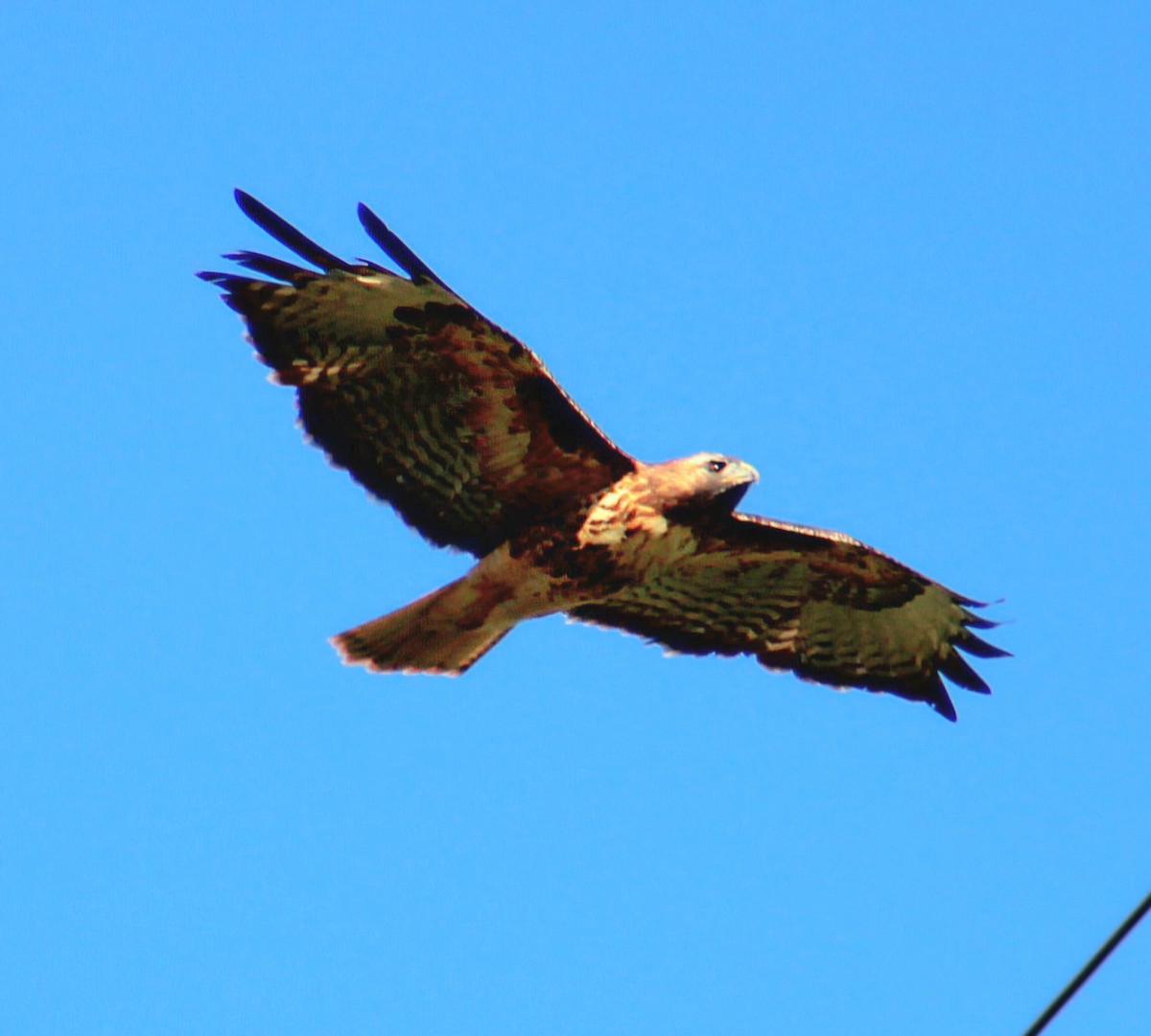 Red-tailed Hawk - ML644754598