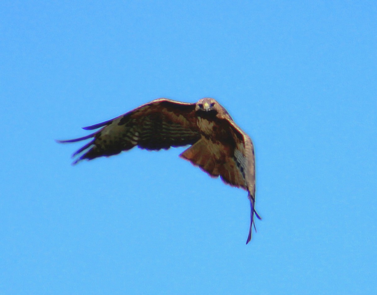 Red-tailed Hawk - ML644754599
