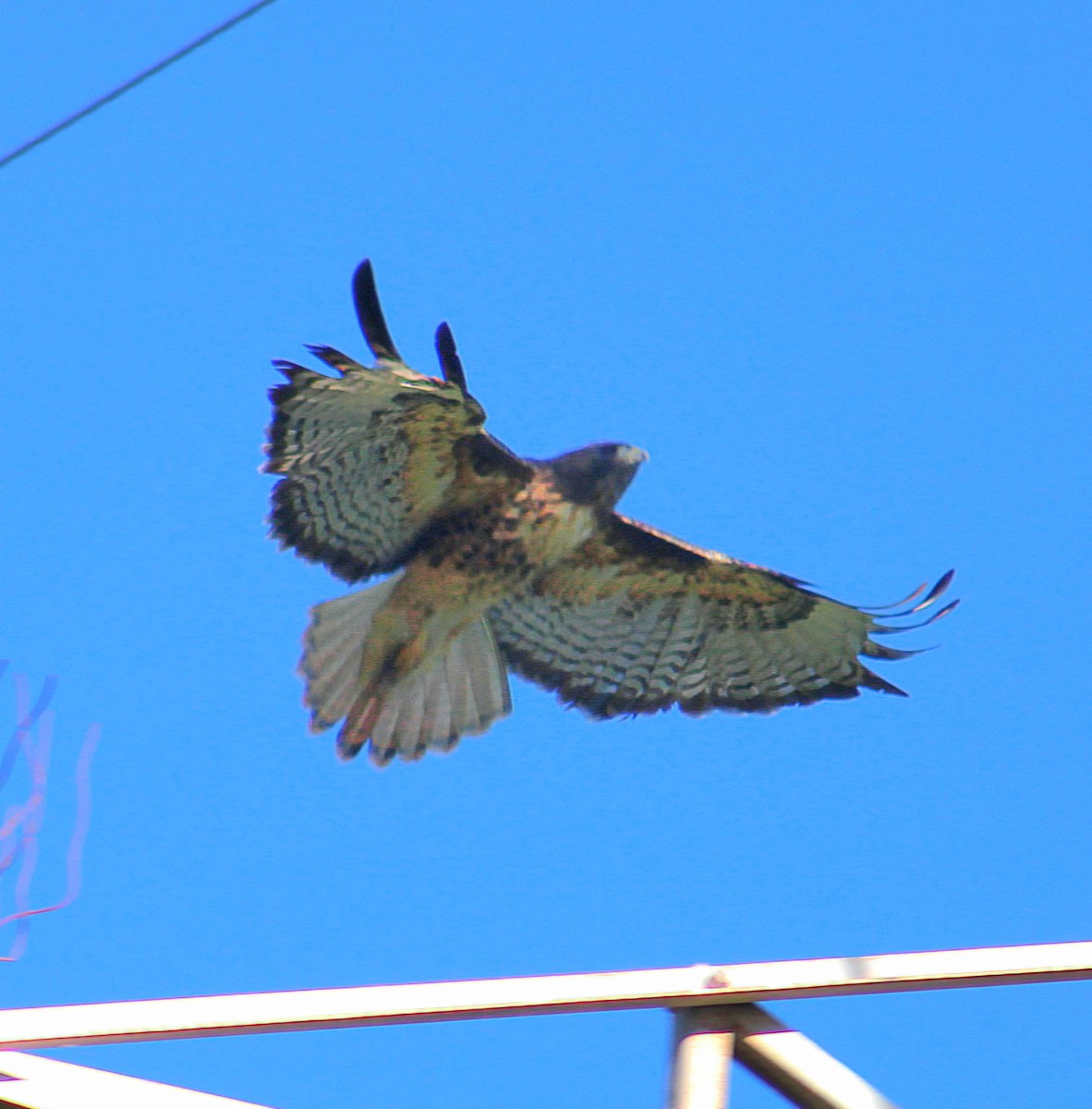 Red-tailed Hawk - ML644754600