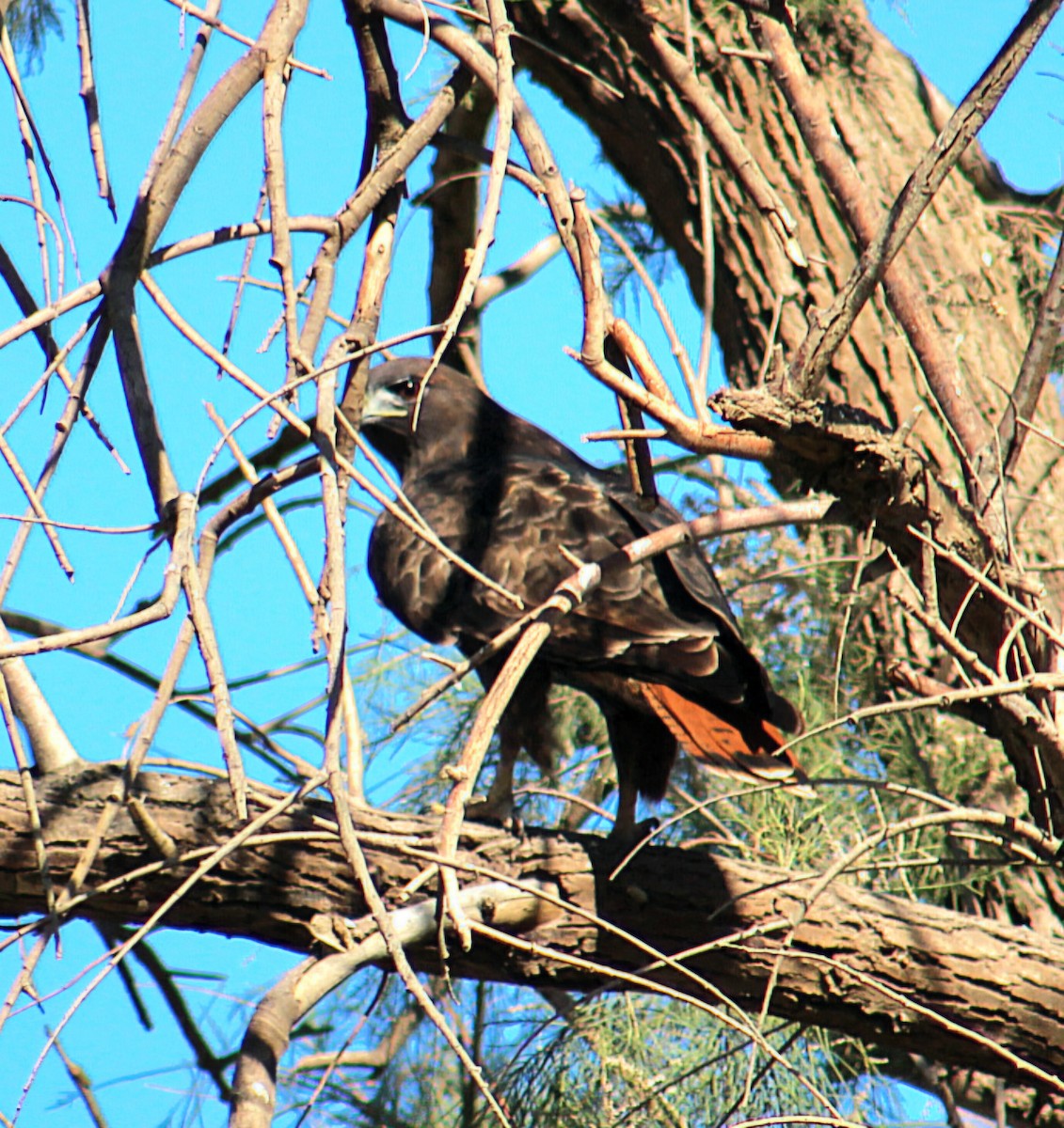 Red-tailed Hawk - ML644754601