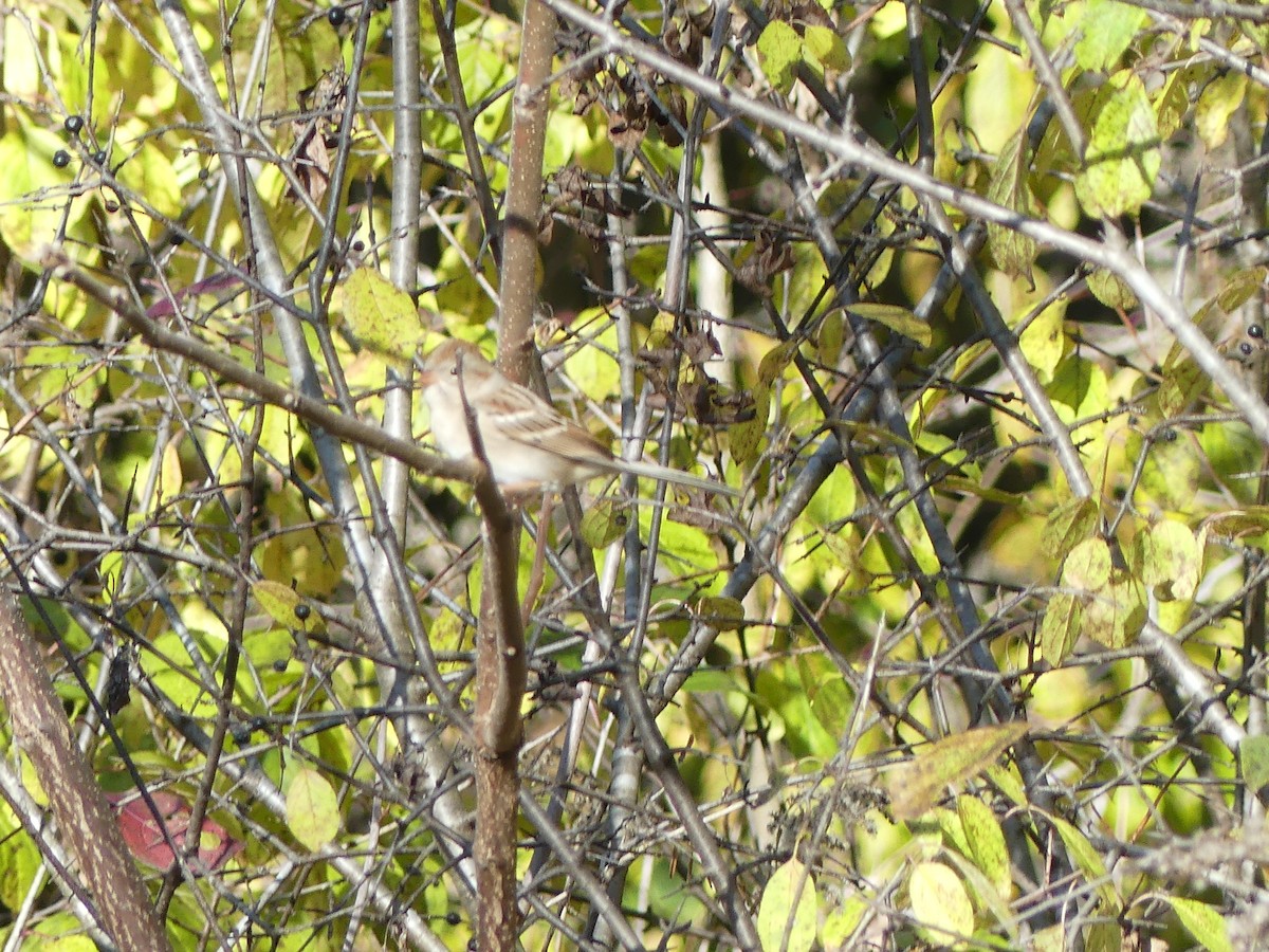 Field Sparrow - ML644754602