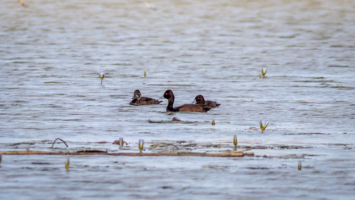 Southern Pochard - ML644754606