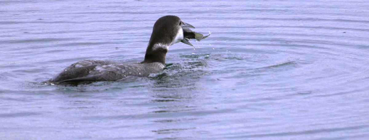 Aliota handia - ML644754611