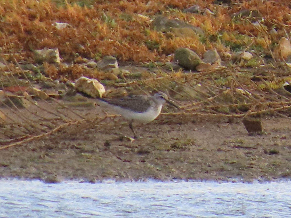 Txirri kurlinta - ML644754612