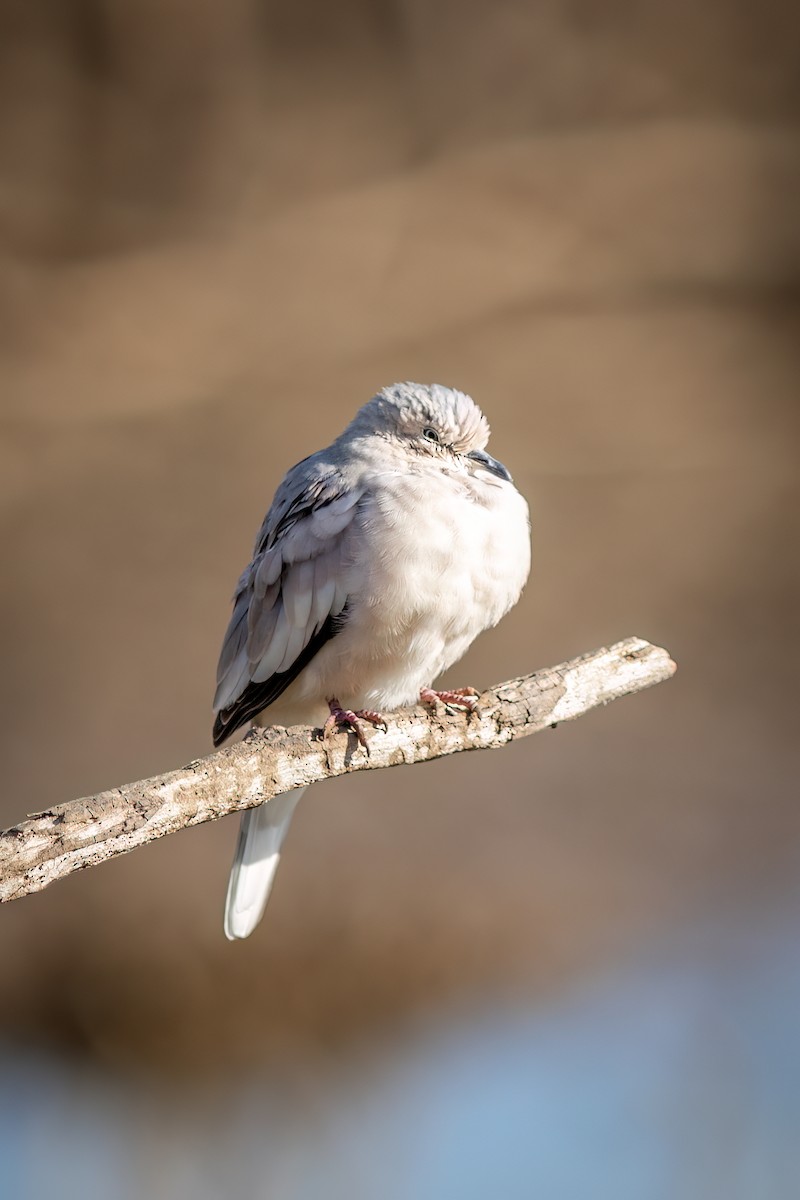 Picui Ground Dove - ML644754614
