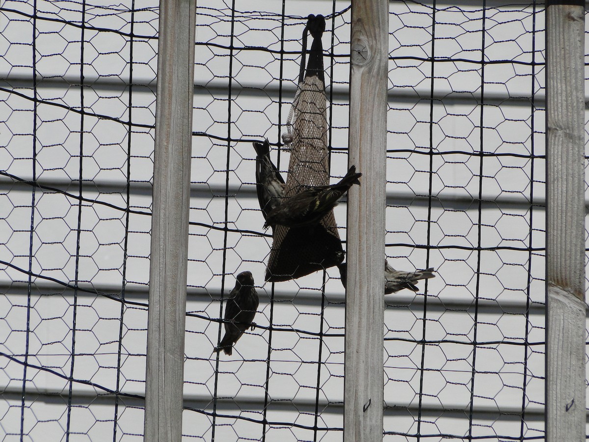 Pine Siskin - ML644754618