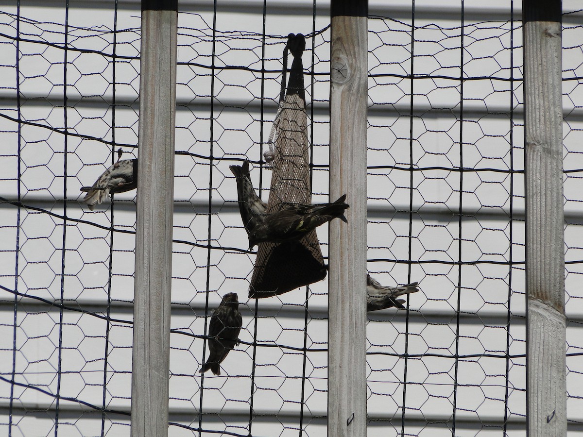 Pine Siskin - ML644754619