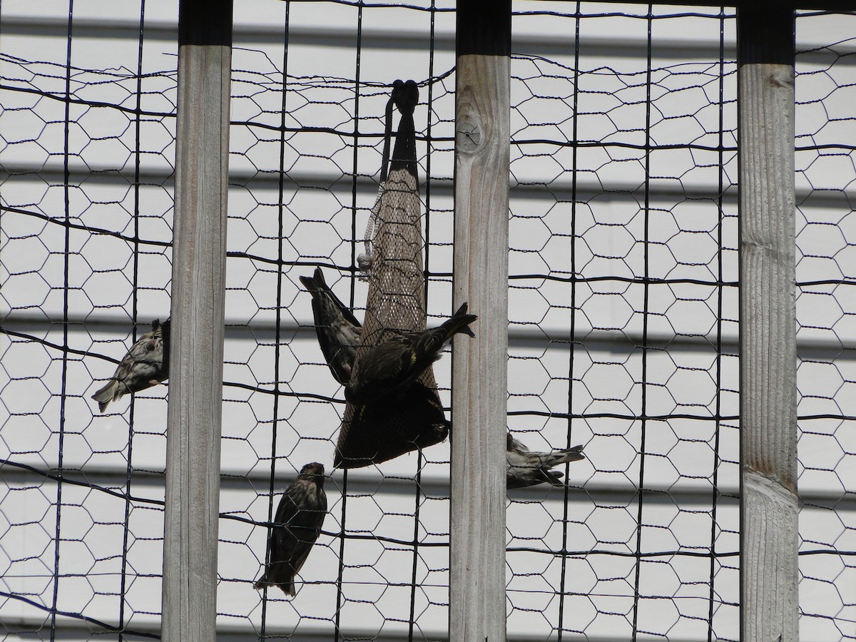 Pine Siskin - ML644754620