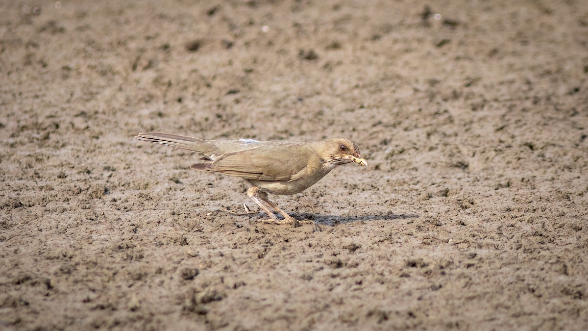 Creamy-bellied Thrush - ML644754621