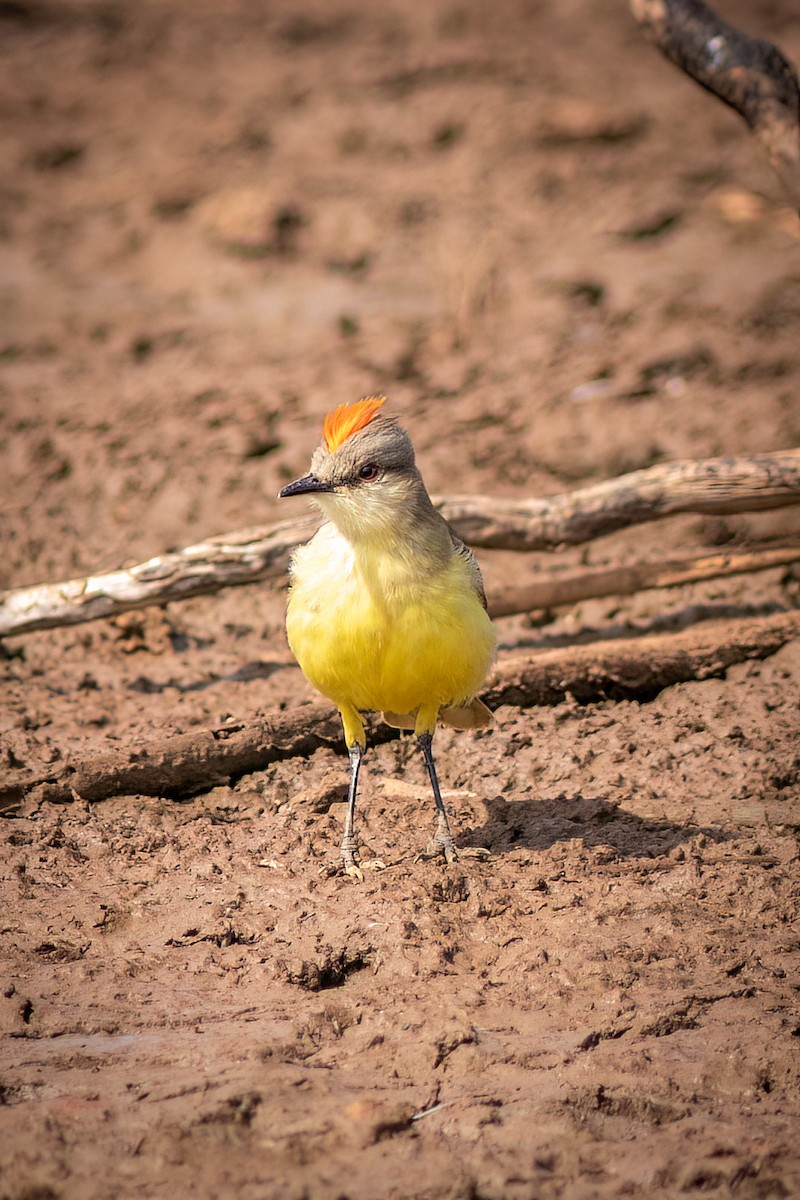 Cattle Tyrant - ML644754625