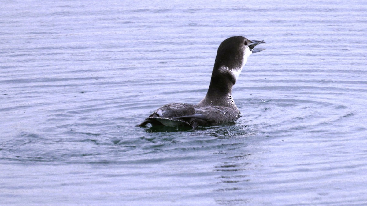 Aliota handia - ML644754627