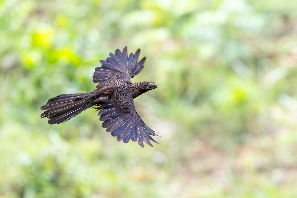 Düz Gagalı Ani - ML644754628