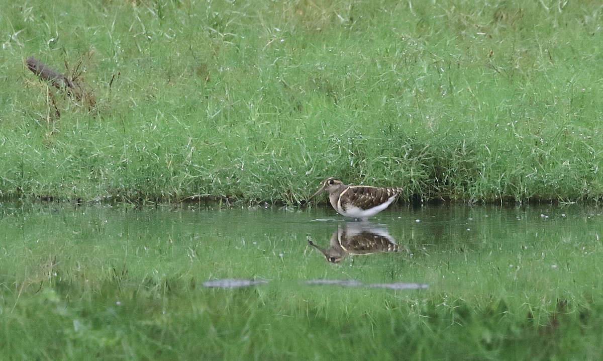 Greater Painted-Snipe - ML644754630