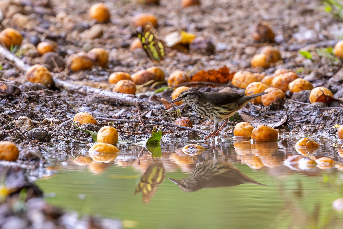 Northern Waterthrush - ML644754653
