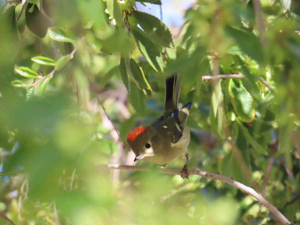 Ruby-crowned Kinglet - ML644754658