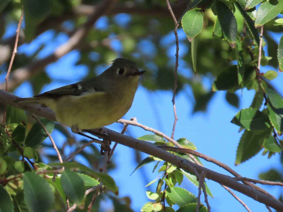 Ruby-crowned Kinglet - ML644754659