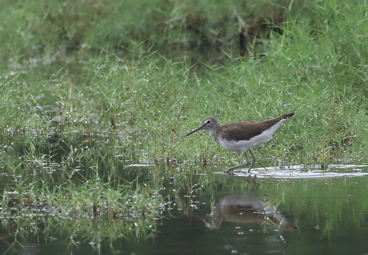 Green Sandpiper - ML644754662